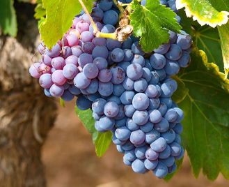 Polyfenoly z červeného vína